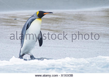 Manchot royal (Aptenodytes patagonicus) perché sur un éperon beach sur l'île de Géorgie du Sud.