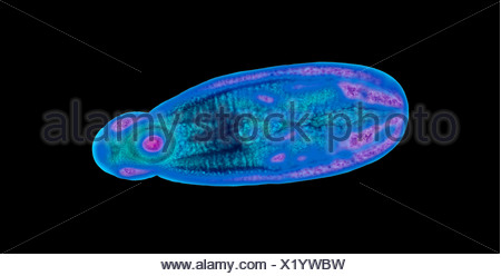 Fluke immatures, lumière microphotographie