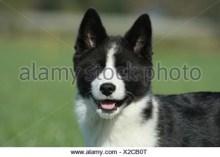 Chien D Ours De Carelie Photo Stock Alamy