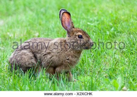 Le lièvre (Lepus americanus) avec des mesures sur son visage dans le parc national Kouchibouguac, Nouveau-Brunswick, Canada