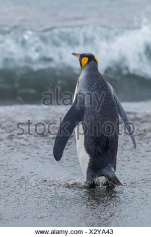 Manchot royal (Aptenodytes patagonicus) perché sur un éperon beach sur l'île de Géorgie du Sud.