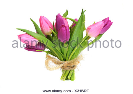 Bouquet de tulipes (Tulipa)