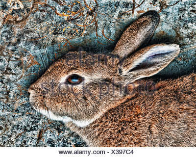 Close up of rabbit's face