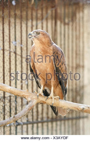 Animaux Oiseaux Canard Sauvage Brunette Brun Marron En