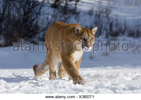 puma des neiges puma des neiges