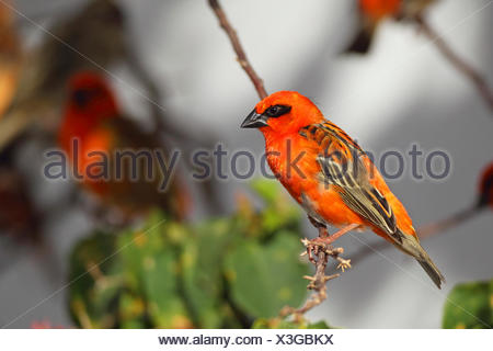 Libre Dune Rouge Foudia Madagascariensis Fody Oiseau