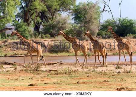 Giraffe réticulée ou Somali girafes (Giraffa camelopardalis reticulata) courir le long de la rivière, la réserve nationale de Samburu, Kenya