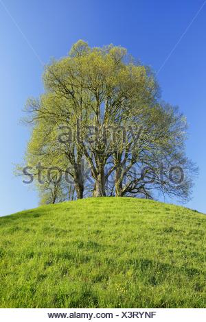 Le tilleul, Tilleul, tilleul (Tilia spec.), vert lime fraîche sur une colline au printemps, Suisse