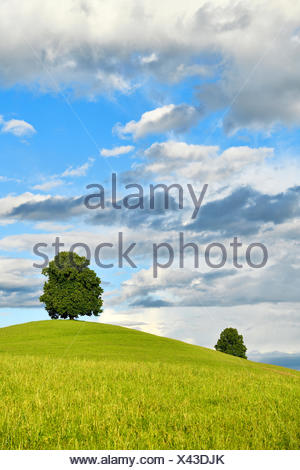 Tilleul (Tilia) sur la colline, ciel nuageux, Hirzel, Canton de Zurich, Suisse