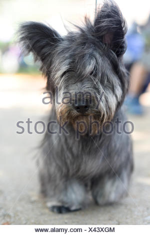 Skye Terrier Est Une Race De Chien Qui Est Une Longue Et