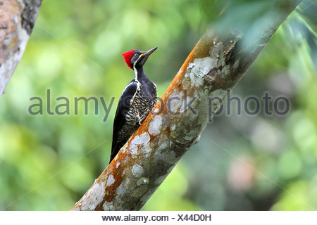 Crimson-crested woodpecker (Campephilus), Femme, Brésil