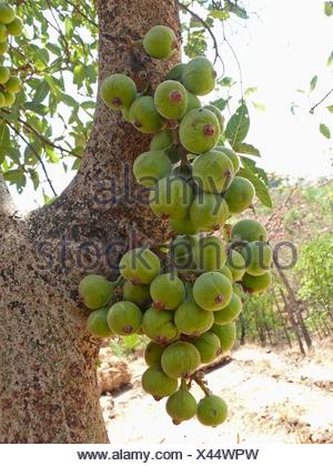 Fruits, Cluster Fig Ficus Racemosa