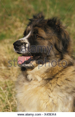 Chien De Berger Du Caucase Une Race De Russie Banque D
