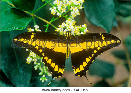 Papillon du machaon Papilio Thoas (Thoas), vue dorsale, Canada au Panama, Cuba