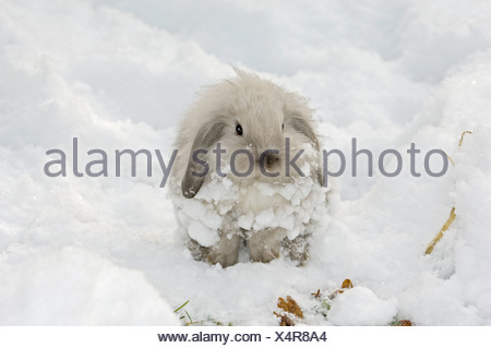 Jeune nain lapin dans la neige