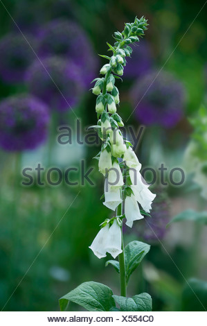 La Digitale Pourpre Digitalis Purpurea Albiflora Grande