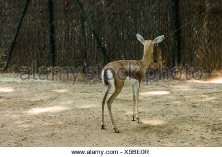 Gazelle dans un zoo, le Zoo de Barcelone, Barcelone, Catalogne, Espagne