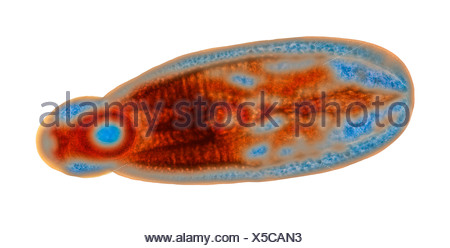 Fluke immatures, lumière microphotographie