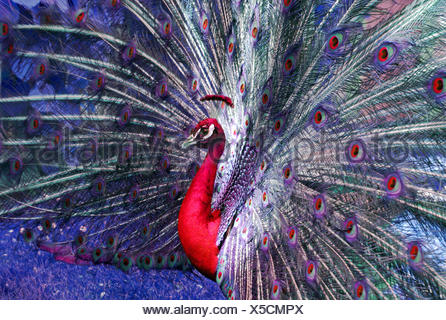 Courting paon rouge Photo Stock - Alamy