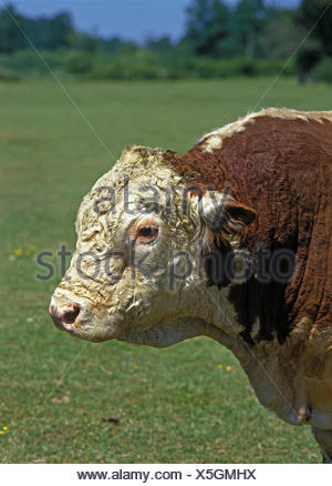 Bovins HEREFORD, PORTRAIT DE BULL