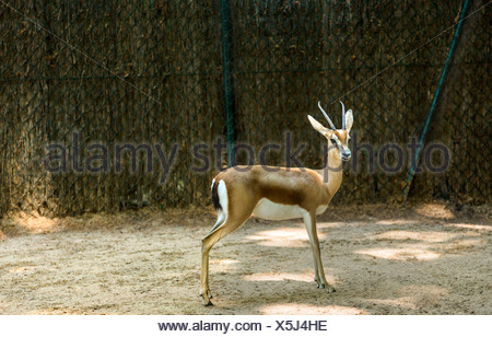 Gazelle dans un zoo, le Zoo de Barcelone, Barcelone, Catalogne, Espagne