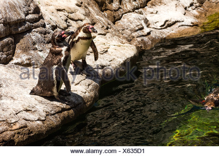 Portrait de manchots de Humboldt (Spheniscus Humboldt) dans un zoo, le Zoo de Barcelone, Barcelone, Catalogne, Espagne
