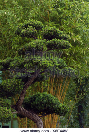 Taxus cuspidata, Bonsai, if du Japon
