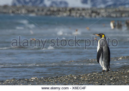 Manchot royal (Aptenodytes patagonicus) perché sur un éperon beach sur l'île de Géorgie du Sud.