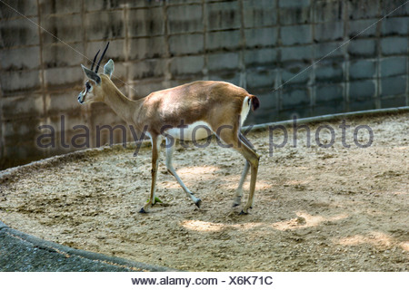 Gazelle dans un zoo, le Zoo de Barcelone, Barcelone, Catalogne, Espagne