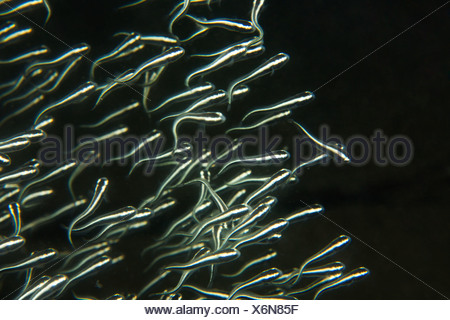 Poisson Chat Raye Bebe Plotosus Lineatus Dumaguete Negros Island Philippines En Asie Du Sud Est Photo Stock Alamy