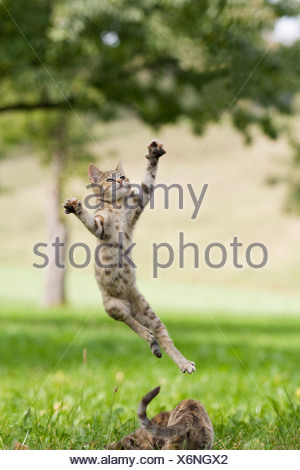 Chat Domestique Chaton Saute Photo Stock Alamy