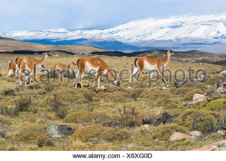 Groupe de guanacos (Lama guanicoe) dans la steppe, Parc National Torres del Paine, Patagonie chilienne, Chili