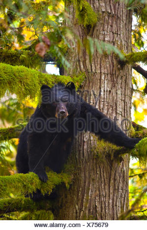 Femelle ours noir d'Amérique du Nord ou l'ours noir (Ursus americanus) en cèdre