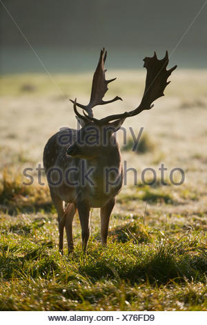 Le daim (Dama dama), buck, tôt le matin, avec rétroéclairage, captive, Bavière, Allemagne