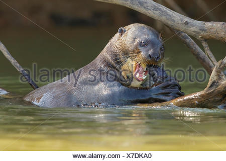 La loutre géante se nourrissant dans un milieu humide dans la région du Pantanal brésilien.