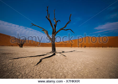 La Namibie, région Hardap, Parc National Namib Naukluft Deadvlei Sossusvlei,,