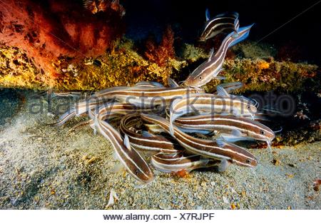 L Anguille Poisson Chat Poisson Chat Raye Rayures Piqure Empoisonnee Poisson Chat Plotosus Lineatus Republique De Maurice Ile Maurice Photo Stock Alamy
