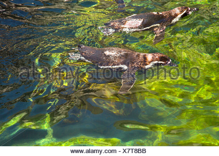 Portrait de manchots de Humboldt (Spheniscus Humboldt) natation dans un étang, le Zoo de Barcelone, Barcelone, Catalogne, Espagne