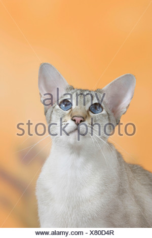 Chat Siamois Seal Tortie Tabby Point Photo Stock Alamy