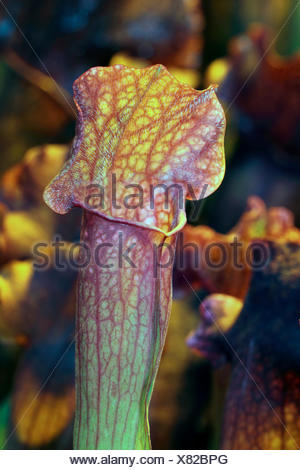 Le nord de la sarracénie pourpre (Sarracenia purpurea), piège de la feuille