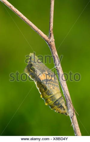Papilio machaon), pupe sur le point d'éclosion, papillon brille à travers, Allemagne