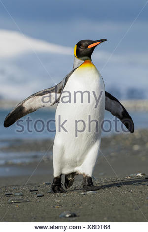 Manchot royal (Aptenodytes patagonicus) perché sur un éperon beach sur l'île de Géorgie du Sud.