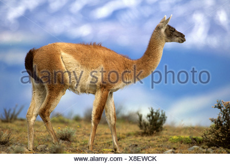 Guanaco (Lama guanicoe), dans la région de pampa, Chili, NP Torres del Paine