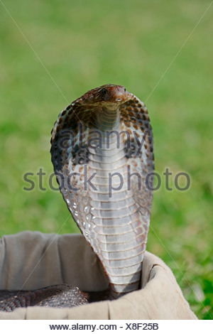 COBRA à Lunettes. Naja Naja. Venimeux, Commun. Elapidae, Ajivali ...