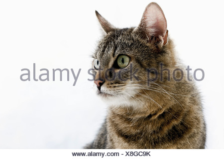 Chat domestique, portrait, close-up