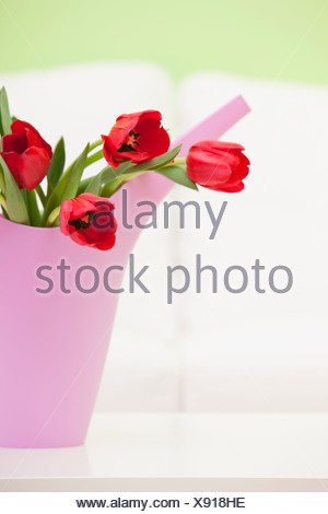 Bouquet de tulipes rouges en pot d'arrosage en plastique, studio shot