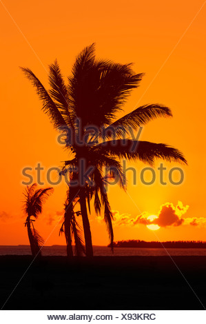 Le cocotier (Cocos nucifera) au lever du soleil, le Parc National des Everglades, Florida, USA