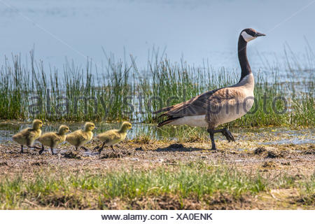 Bernache Du Canada Branta Canadensis Gris Distinctif Noir