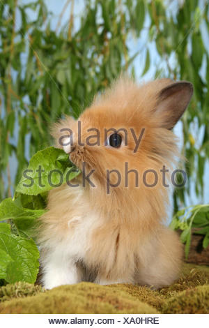 Jeune lapin à tête de lion