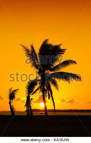 Le cocotier (Cocos nucifera) au lever du soleil, le Parc National des Everglades, Florida, USA